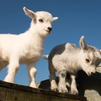 get to know the pygmy goat
